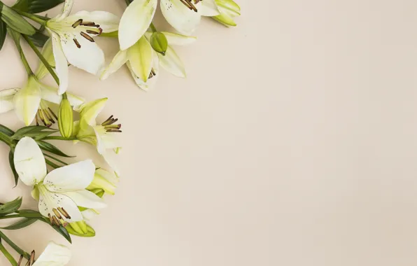 Picture flowers, background, Lily, white, buds