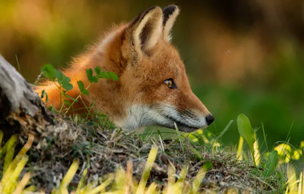 Picture grass, look, face, portrait, Fox, profile, bokeh, Fox