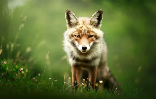 Picture grass, look, face, flowers, nature, glade, portrait, Fox