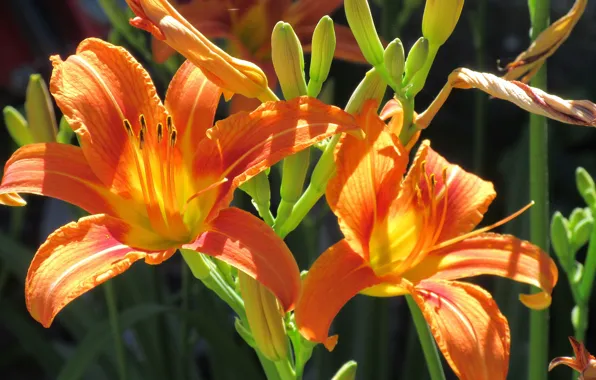 Flowers, red, June, the daylilies, Mamala ©, summer 2018