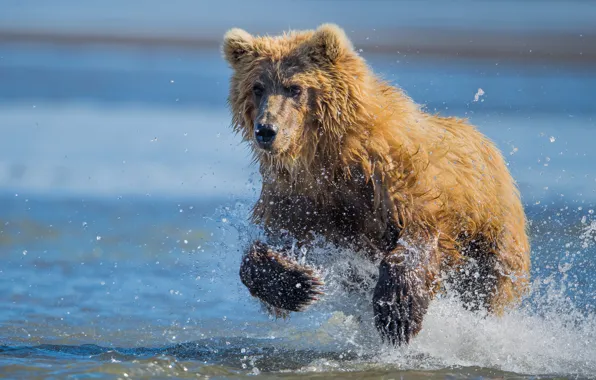 Water, squirt, river, bear, running