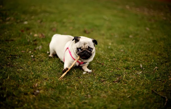 Picture grass, the game, dog, pug