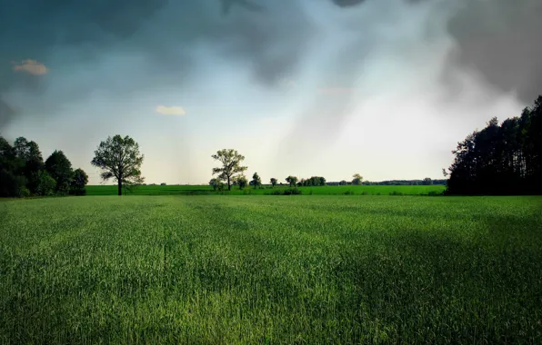 Picture field, summer, the sky, grass