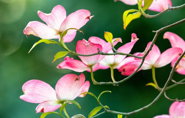 Branches, nature, spring, flowering, flowers, bokeh, dogwood