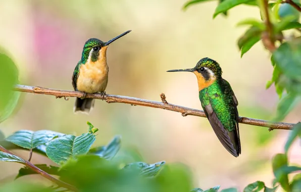Picture Hummingbird, a couple, leaves, two, branches, bird