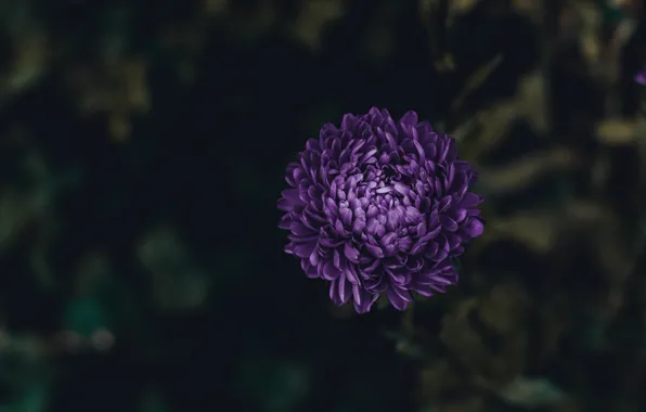 Flowers, Nature, Flower, Plant, Plants, Nature, Flower, Macro
