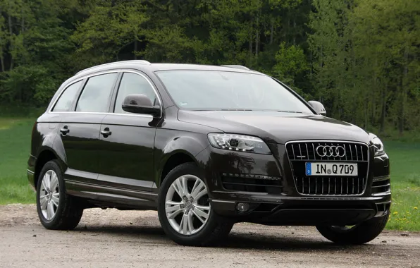 Picture forest, nature