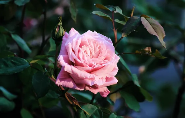 Wallpaper roses, pink, the dark background, leaves, buds, stem