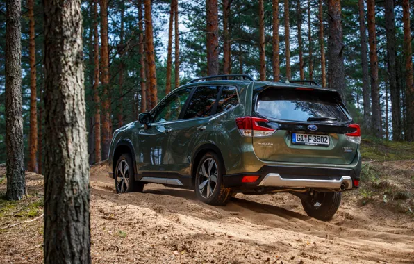 Picture Subaru, crossover, coniferous forest, Forester, 2019