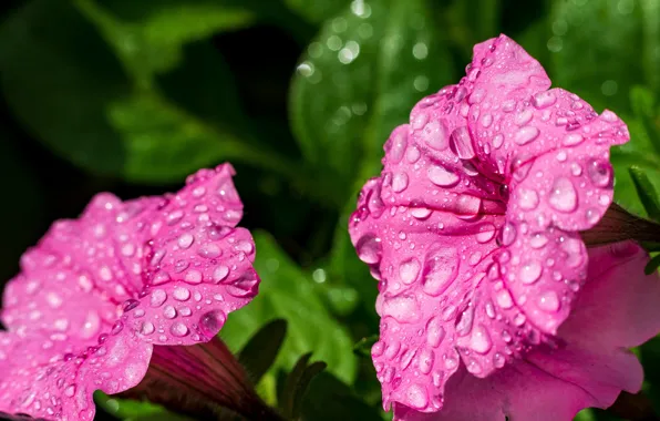 Leaves, drops, macro, flowers, pink, petunias