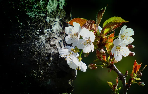 Leaves, light, flowers, cherry, the dark background, tree, branch, spring