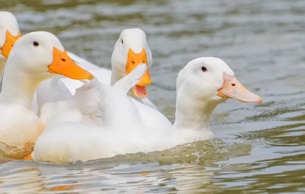 Birds, duck, white, Pond