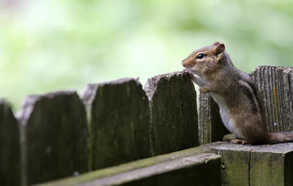 The fence, animal, Chipmunk, sitting