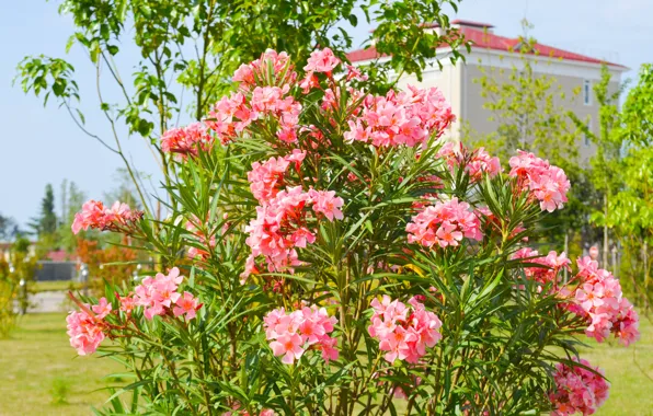 Summer, flowers, nature, the city, beautiful, Sochi, Olympic Park