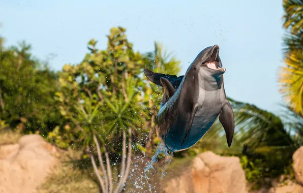 Squirt, Dolphin, jump