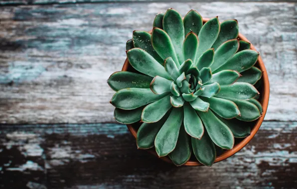 Picture a flower in a pot, Echeveria, Echeveria, The flower on the table