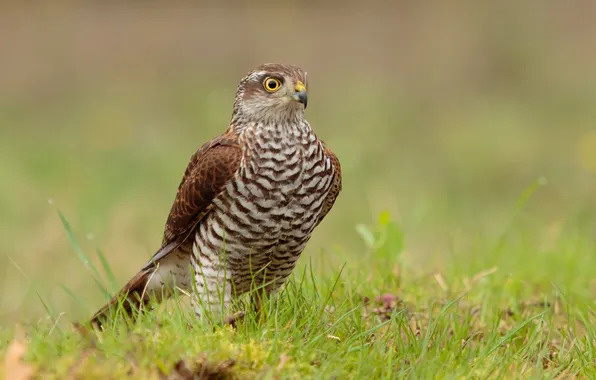 Bird, predator, Sparrowhawk