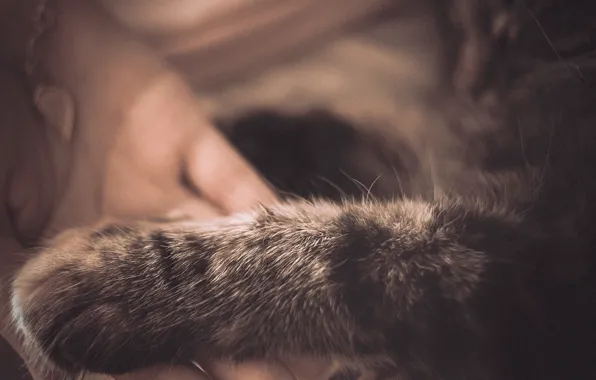 Love, kitty, tenderness, hand, cat, care, foot