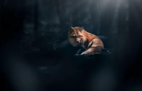 Background, Fox, red, bokeh