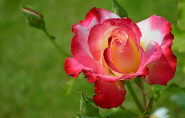 Macro, rose, petals, buds