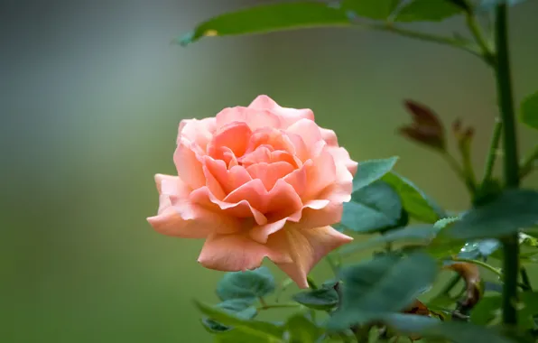 Picture roses, petals, peach