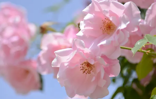 Picture macro, tenderness, roses, pink