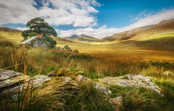Landscape, mountains, tree, Wales, Snowdonia