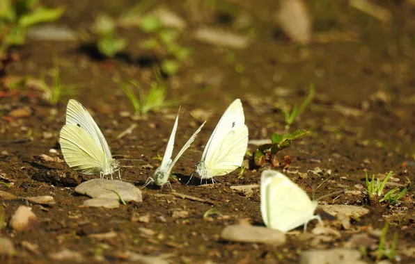 Butterfly, macro, earth, wings, beautiful, stones, closeup