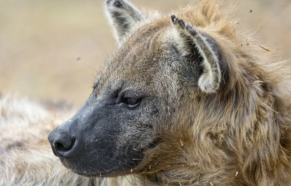 Picture face, predator, head, profile, hyena