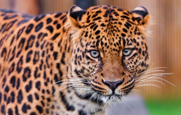 Look, predator, leopard