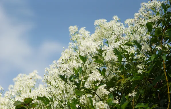 Flowers, Bush, white, flowers, small