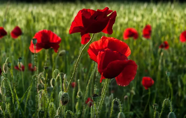 Flowers, nature, Maki