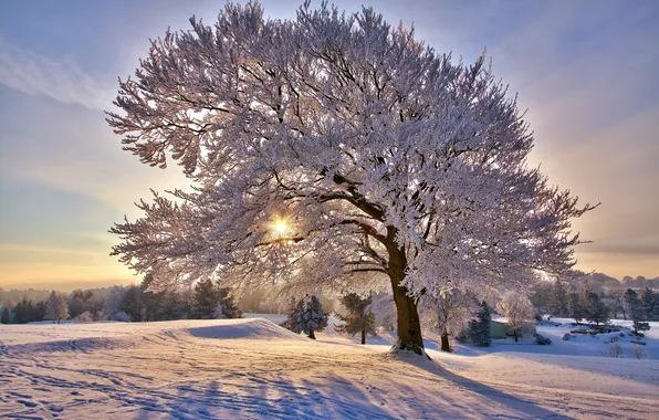 Winter, the sun, snow, nature, blue, tree