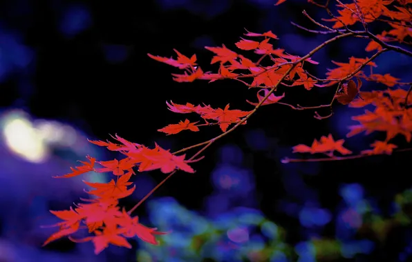 Autumn, leaves, branches, maple
