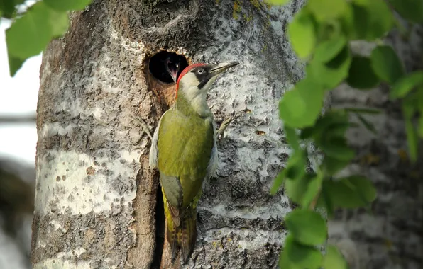 Nature, tree, bird, green woodpecker