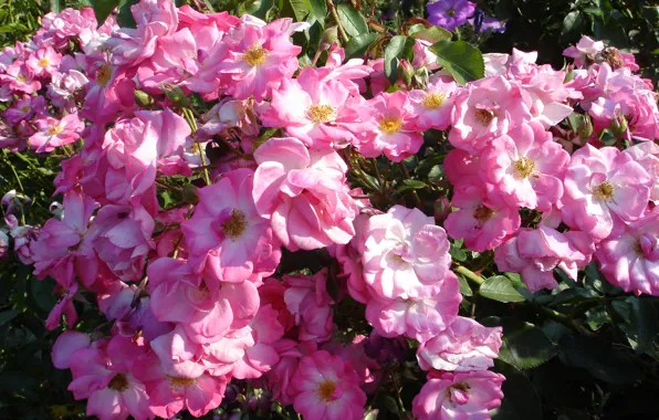 Picture summer, flowers, roses, pink