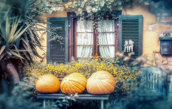Autumn, flowers, house, pumpkin, patio, exterior