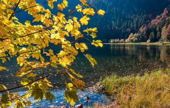 Picture autumn, forest, grass, landscape, branches, nature, lake, tree