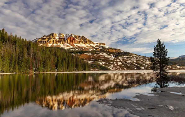 Picture forest, mountains, reflection, shore