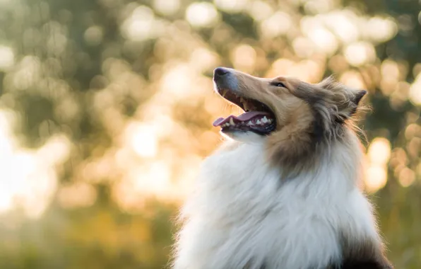 Dog, bokeh, collie, sheltie