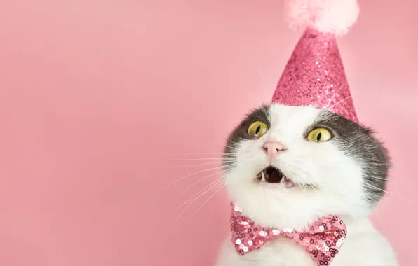 Cat, cat, holiday, surprise, mouth, fangs, image, face
