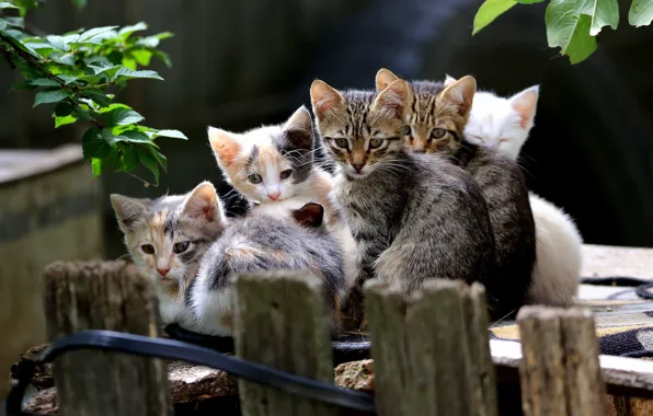 Summer, kittens, kids, company, friends, a lot, party, the children from the village of Novye …