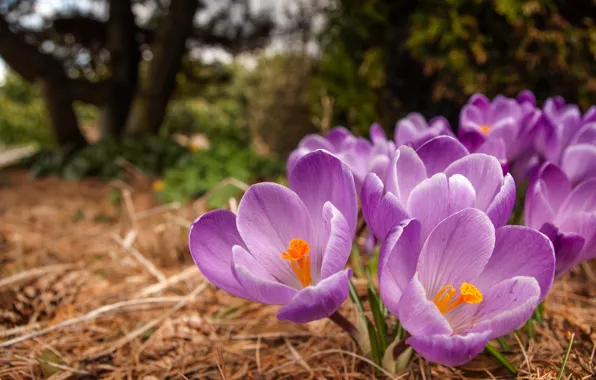Picture spring, crocuses, saffron