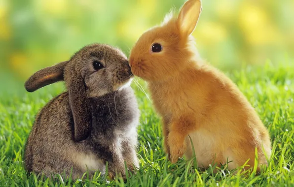 Picture animals, love, rabbits