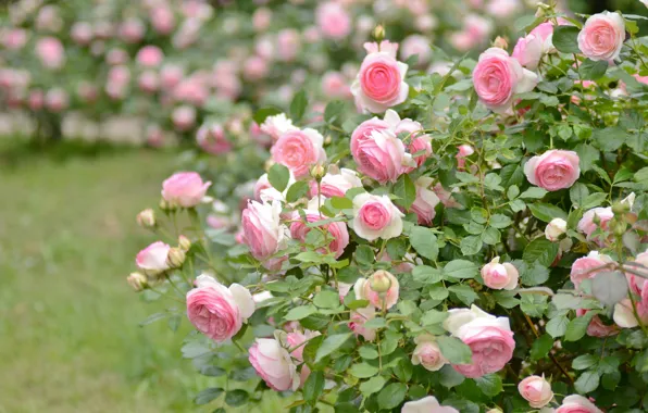 Pink, Bush, roses