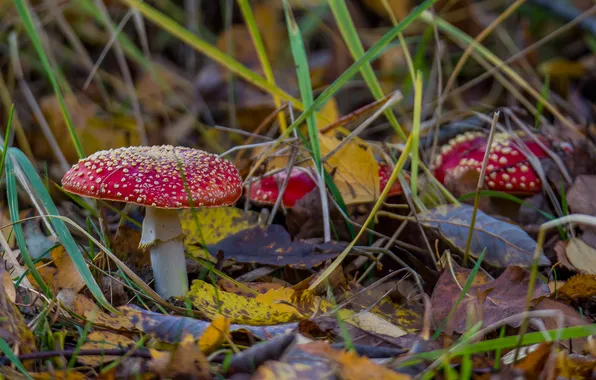 Autumn, forest, mushrooms, Amanita, family