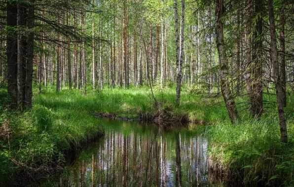 Forest, trees, stream