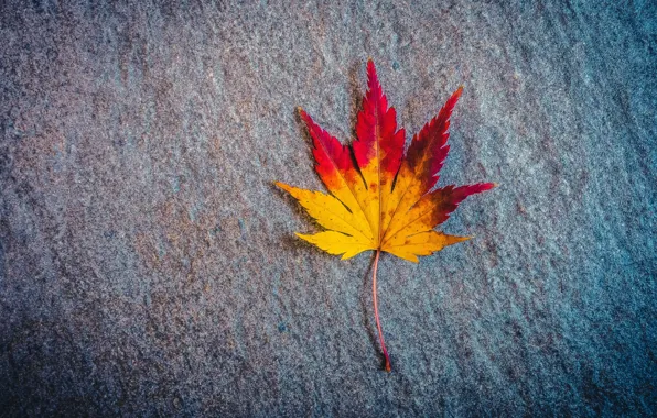 Picture autumn, surface, sheet, maple