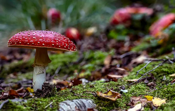 Nature, Mushrooms, Mushroom