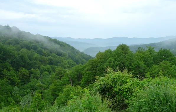 Picture forest, the sky, trees, mountains, fog